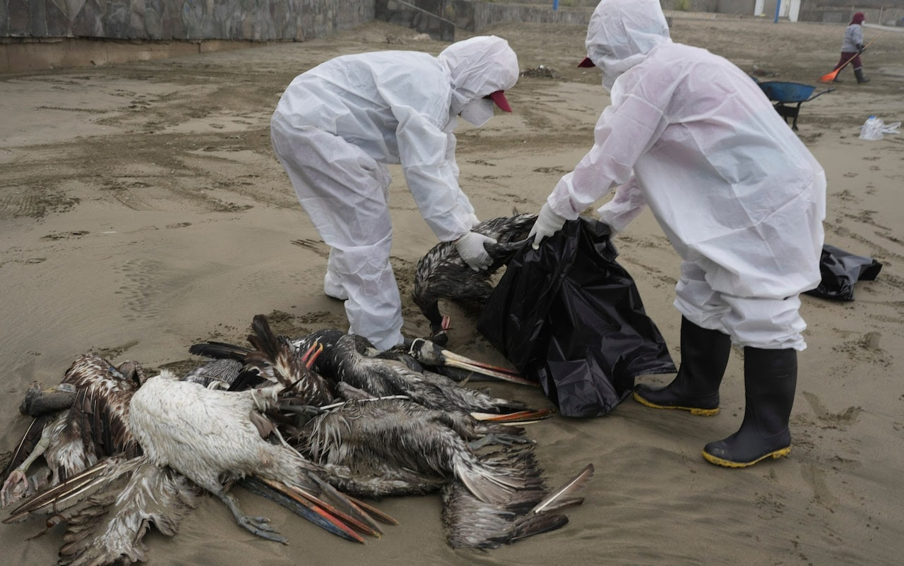 Environmental health workers in full PPE clear a beach of dead birds