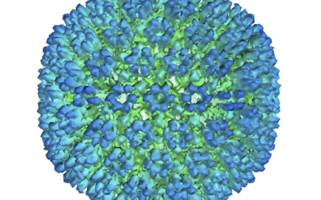 This image provided by US Department of Health and Human Services shows an illustration of the outer coating of the Epstein-Barr virus. (US Department of Health and Human Services via AP)