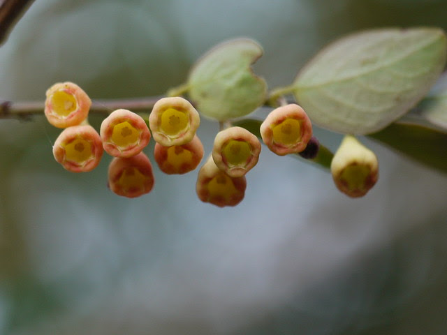 Breynia vitis-idaea (Burm.f.) C.E.C.Fisch.