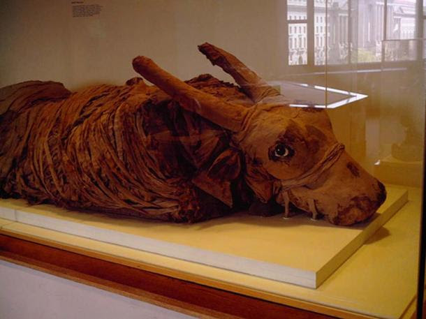 Toro momificado en el Museo Nacional de Historia Natural Toro momificado en el Museo Nacional de Historia Natural