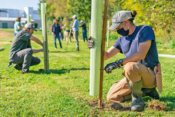 Two people kneel outdoors in a field while holding plastic tree tubes and attaching them to wooden stakes in the ground. Other people stand i nthe backgroun in front of a line of trees. 