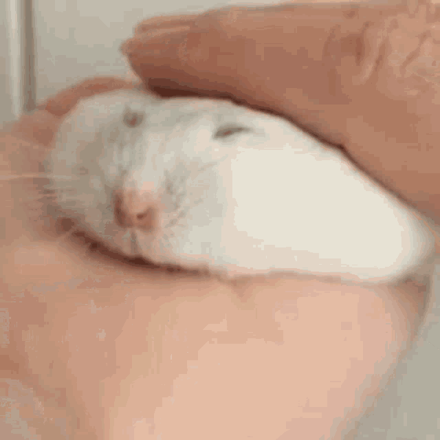 Person petting a white hamster's head GIF