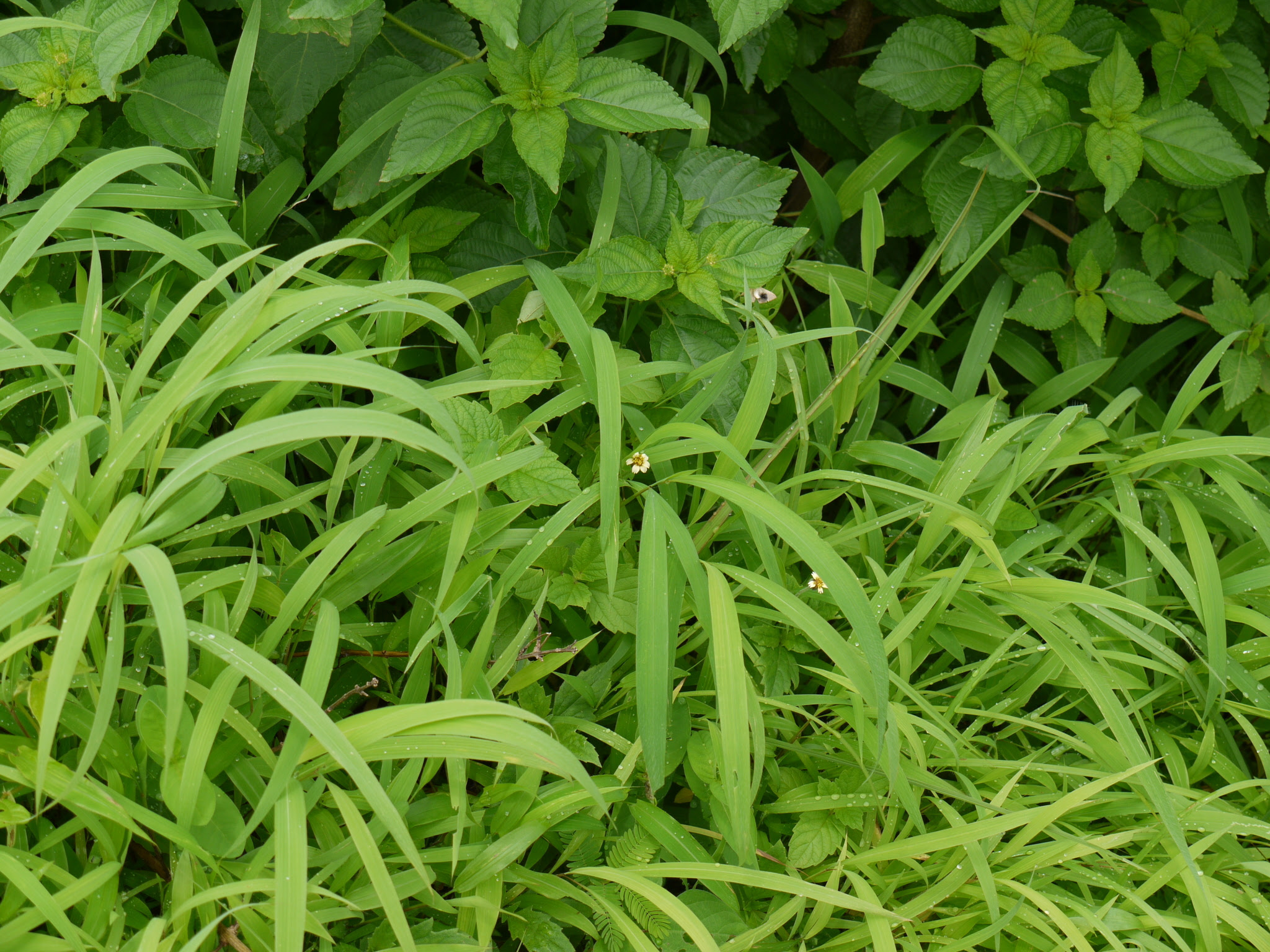 Tridax procumbens L.