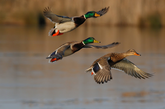 An image of mallards flying above a body of water. 
