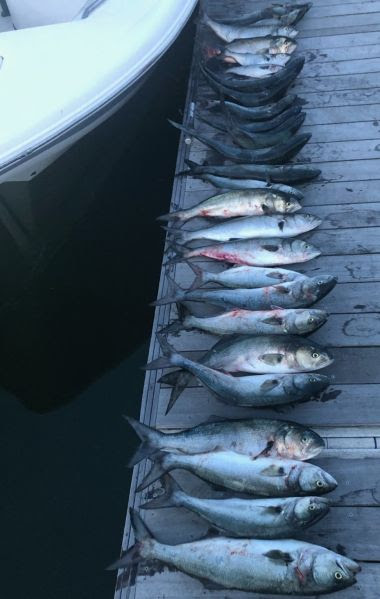 large amount of dead fish lined up on a dock