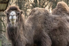 Camel. Subotica, Serbia November 26, 2016: A camel in prison at the zoo in Palic Stock Images