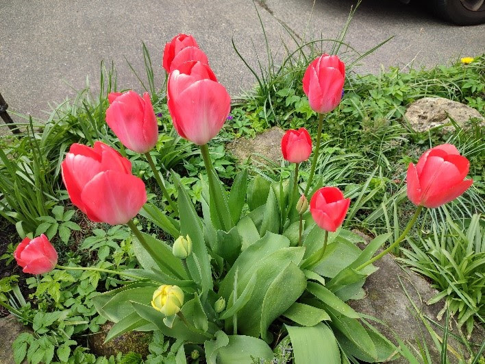 Tulips in the Manse garden