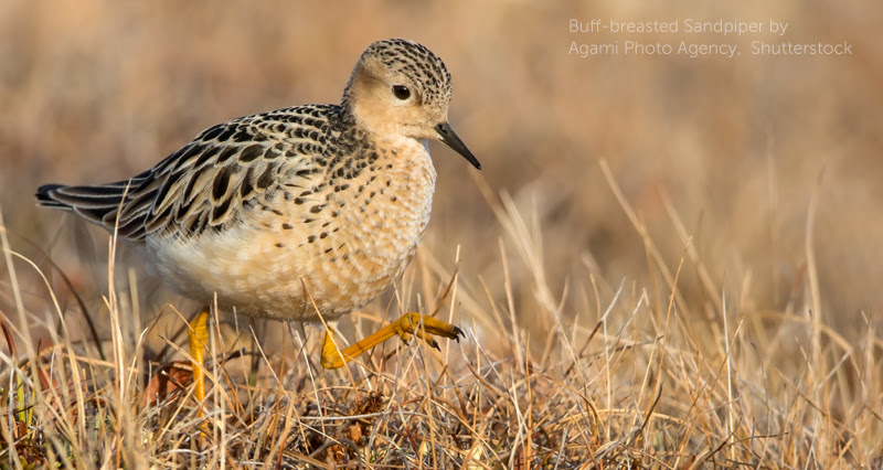 image of Buff-breasted Sandpiper by Agami Photo Agency, Shutterstock