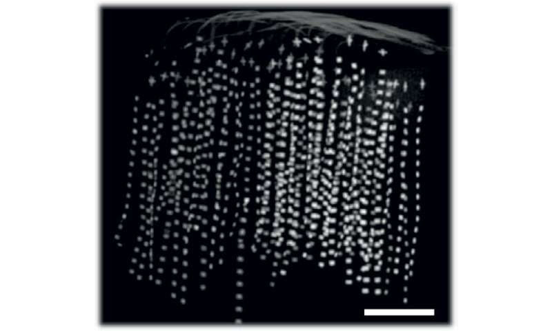 Engineers record neurons to pinpoint synaptic links