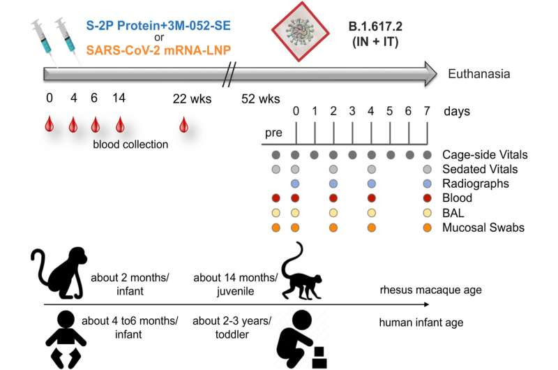 Experimental COVID-19 vaccine offers long-term protection against severe disease