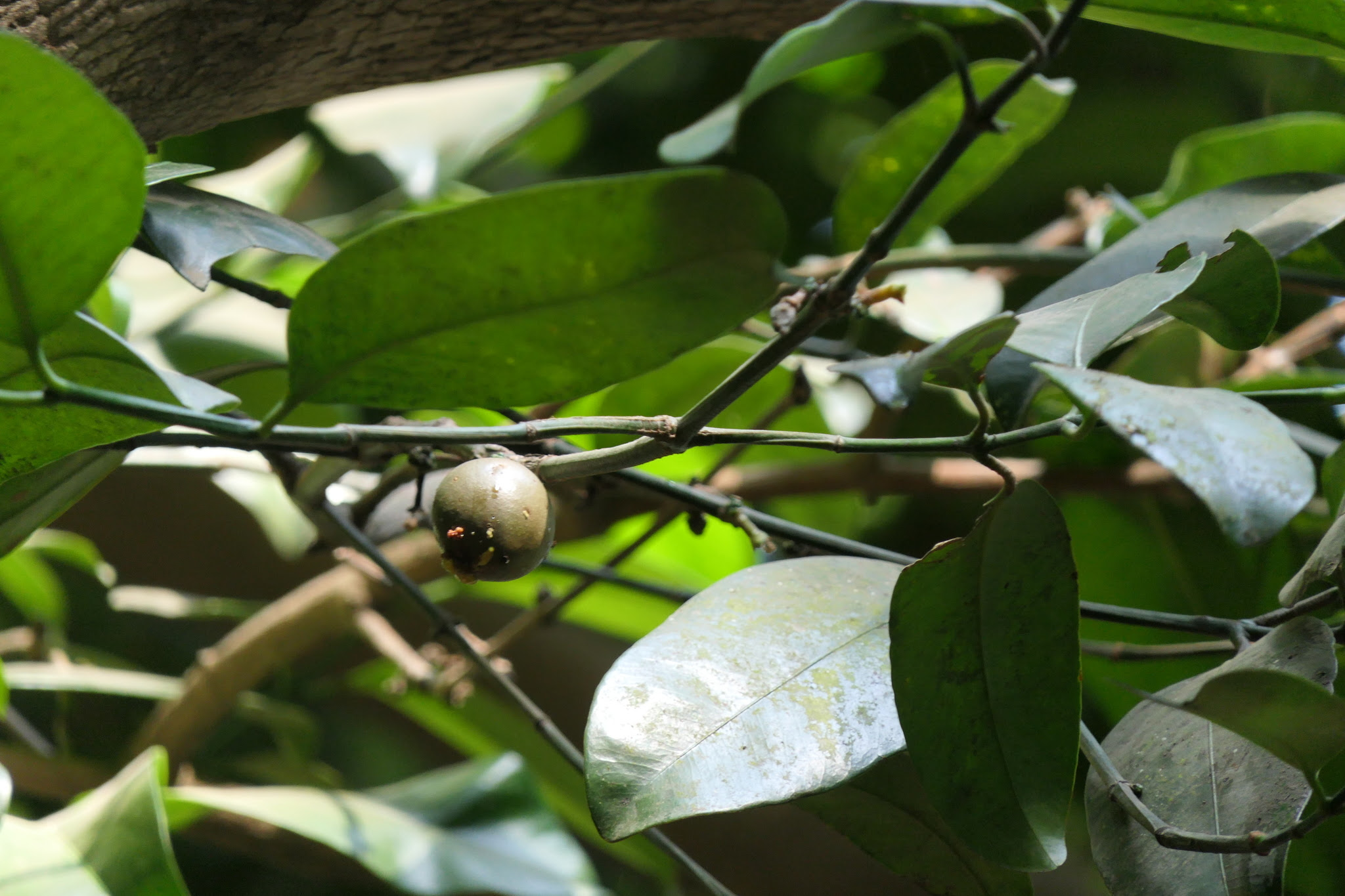 Garcinia talbotii Raizada ex Santapau