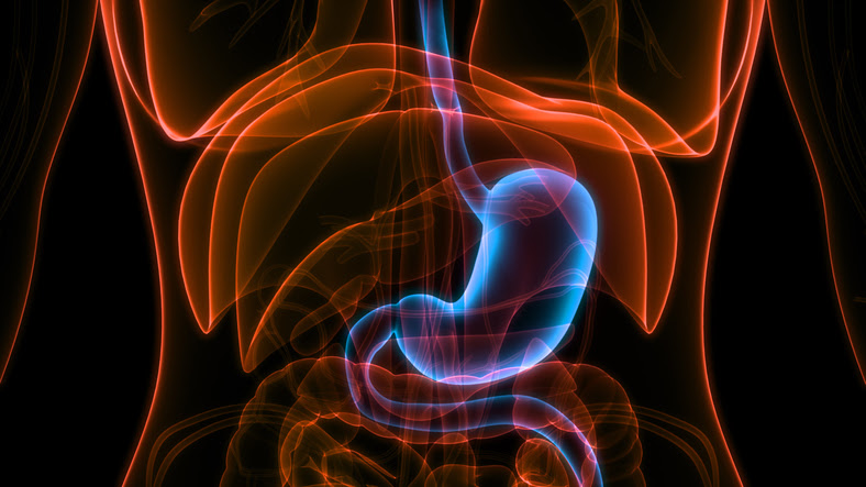 ilustracion del estomago sobre otros organos del aparato digestivo