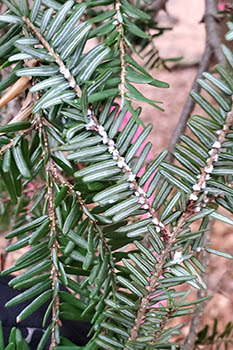 Hemlock woolly adelgid ovisacs on tree branch