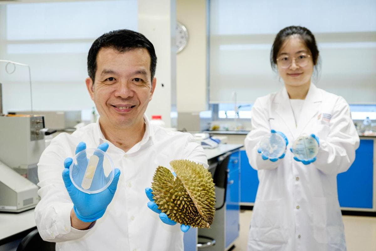 Prof. William Chen (left) holds up one of the hydrogel bandages and a durian husk, while PhD student Cui Xi displays agar plates showing the dressing's antibacterial effect