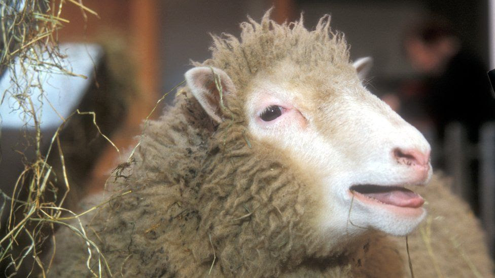 Dolly the sheep