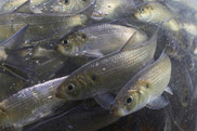atlantic herring