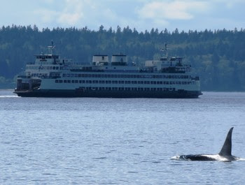 Ferry sailing with orca fin in foreground
