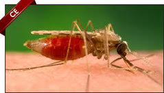 Mosquito