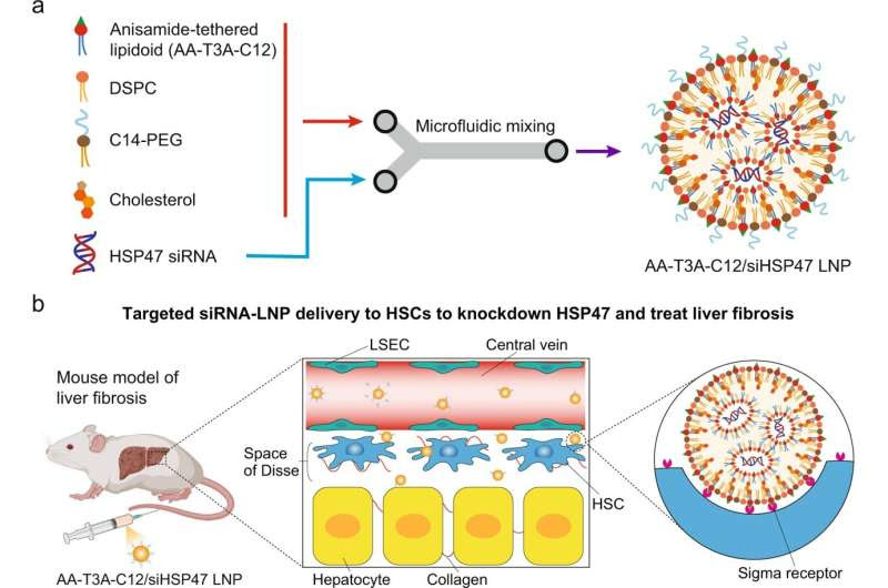 RNA lipid nanoparticle engineering stops liver fibrosis in its tracks, reverses damage