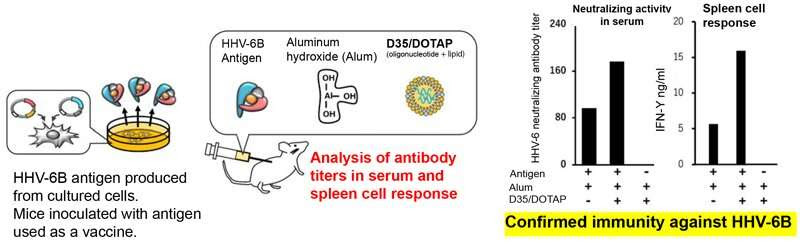 Vaccine developed for human herpesvirus 6B