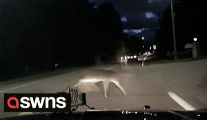Dashcam Video Shows Deer Taking Leap Of Faith Over Moving Car