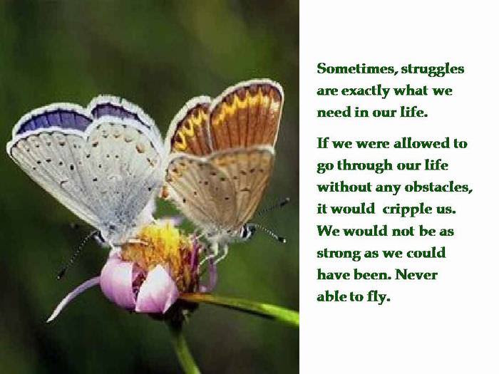 utterfly
inspiring
story