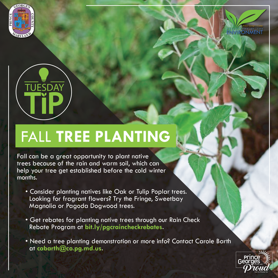 Tues tip 10.20.20 Fall tree planting eng