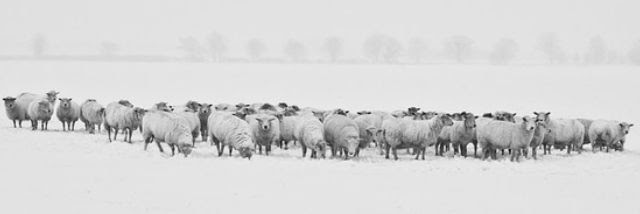 Sheep in the snow