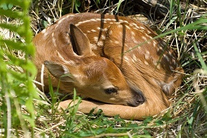 Fawn curled up in the grass in the woods, bright sun