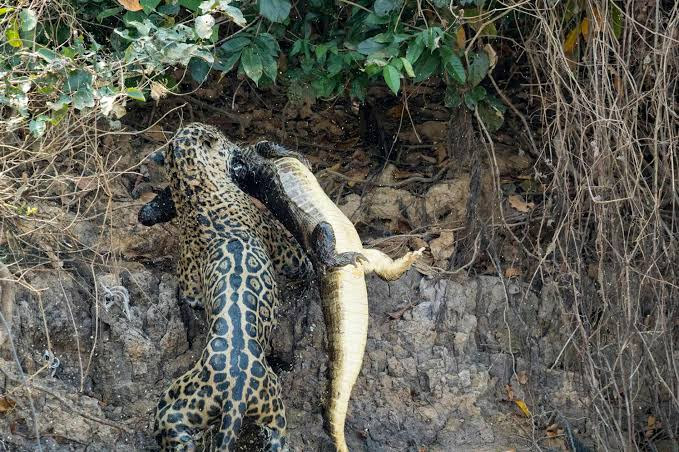 Look at what happened When a Jaguar and a Lion fights to the Death
