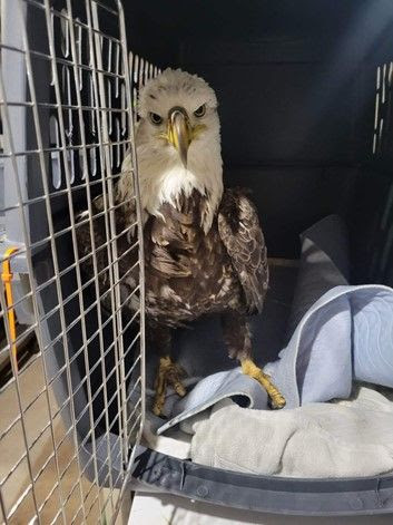 Bald Eagle sitting in an animal crate