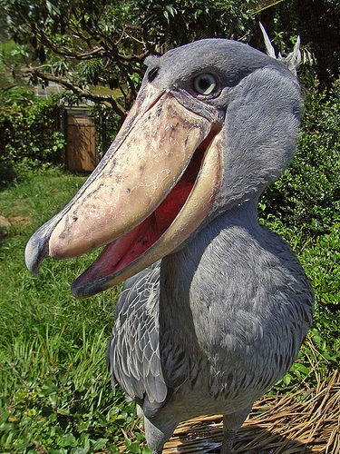 Shoebill., East Africa