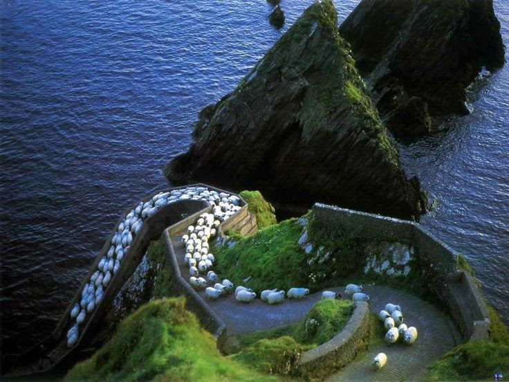 Sheep Highway, Ireland | Most Beautiful                                                             Pages