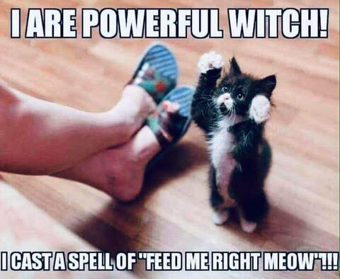 Cat-Spell-Feed-Me