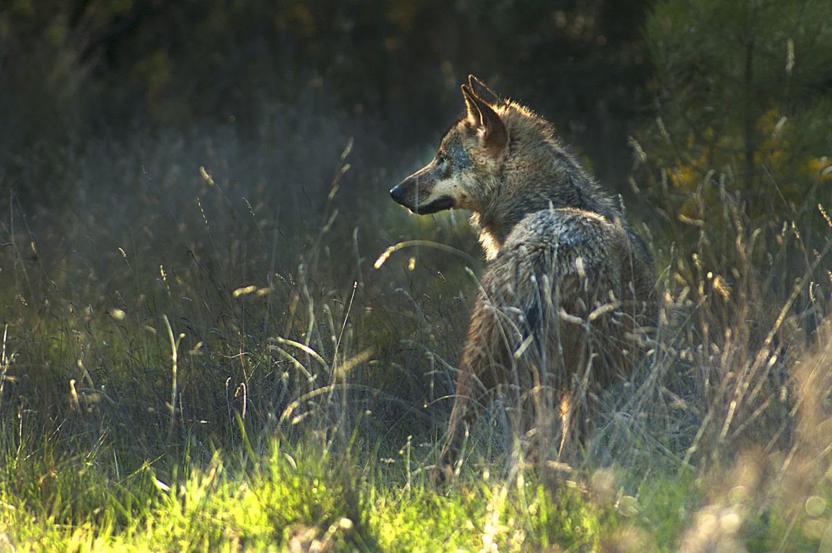 Lobo ibérico. Foto: Luis
Alonso.