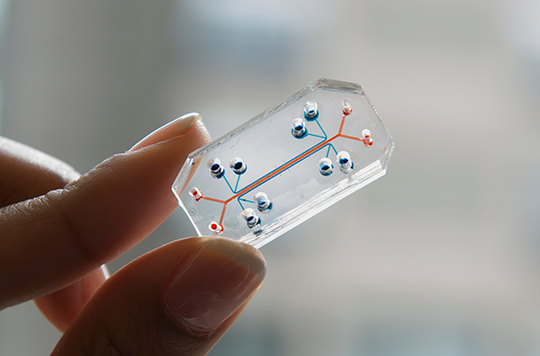 Organ-on-chip (Image: Wyss Institute for Biologically Inspired Engineering)