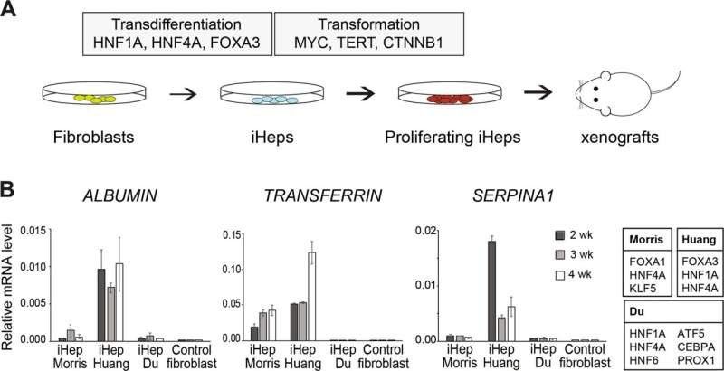 Researchers identify factors that turn normal cells into liver cancer cells