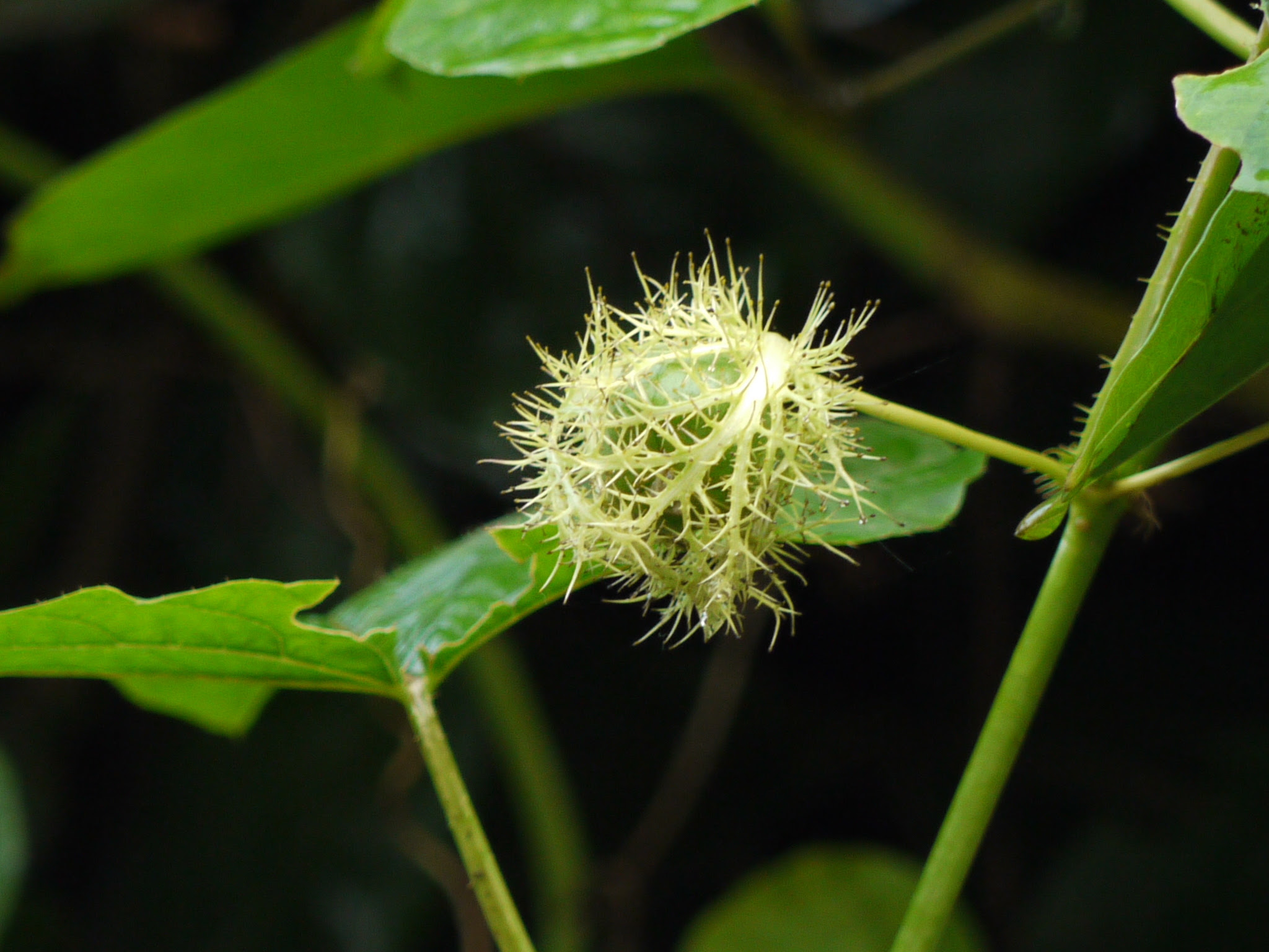 Passiflora vesicaria var. vesicaria