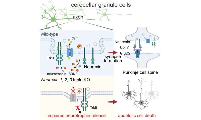 Neurexin controls cerebellar granule cells (insight into autism, schizophrenia mechanism)