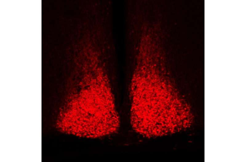 A master gear in the circadian clock