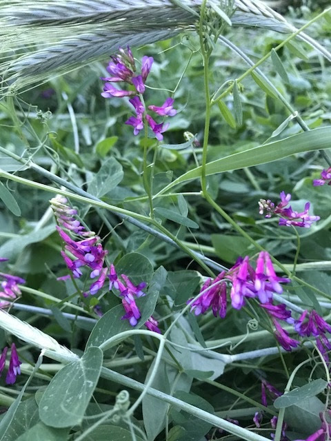 Purple flowers on Hairy Vetch