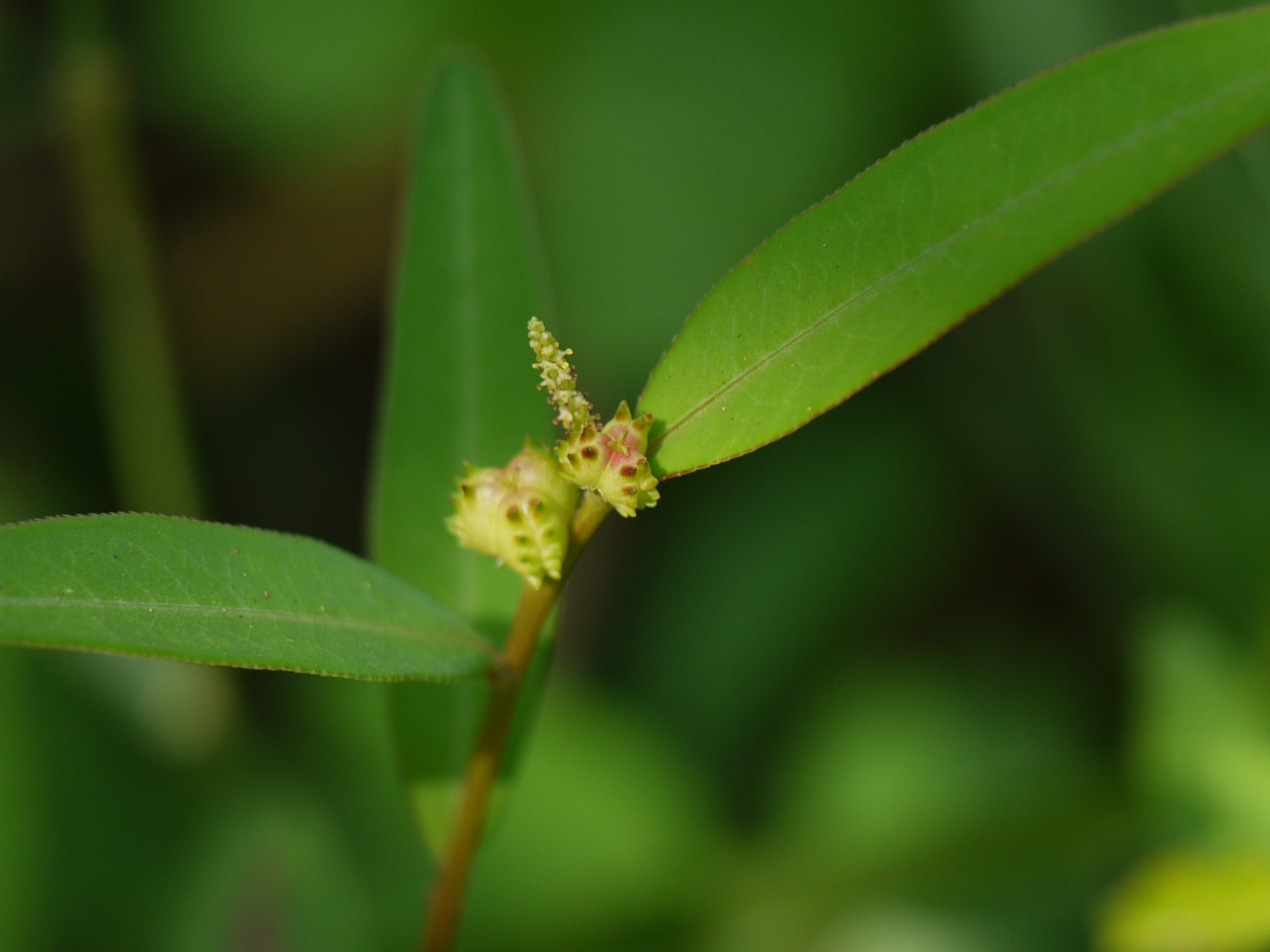 Microstachys chamaelea (L.) Müll.Arg.