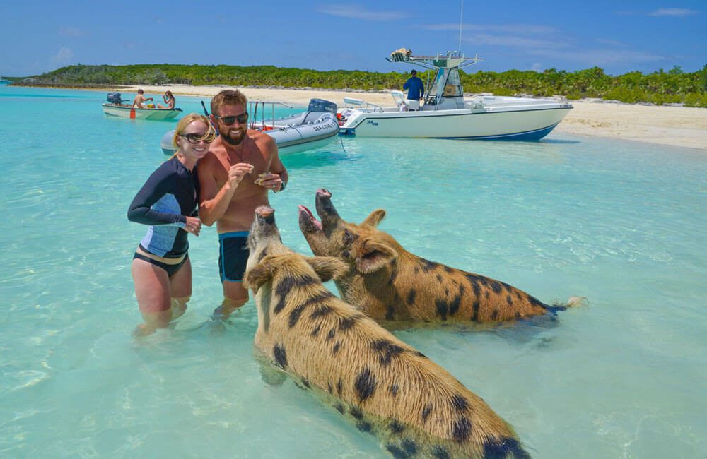 Pig Island, The Bahamas @dailymail/Pinterest