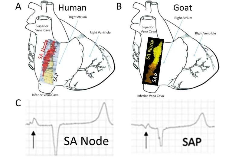 Researchers discover a backup natural pacemaker in the heart