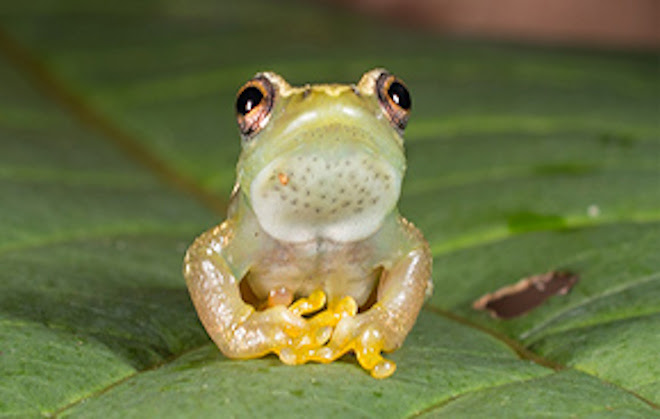 A new species of croakless frog described from the mountains of Tanzania