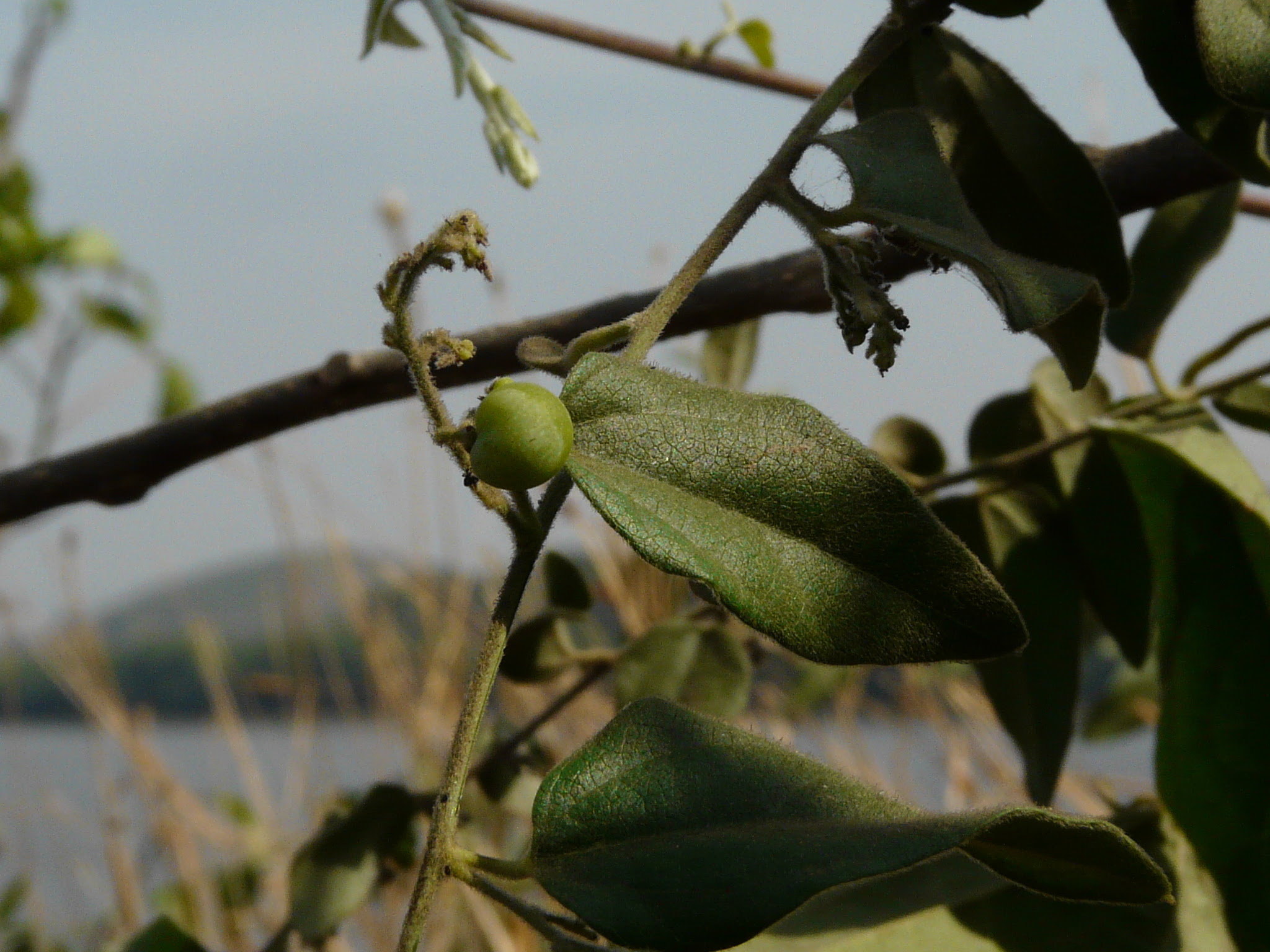 Cocculus hirsutus (L.) W.Theob.