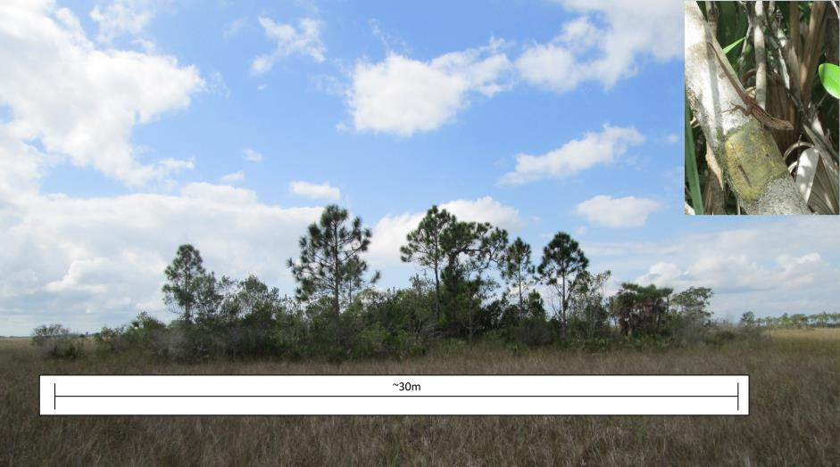 Everglades tree island characterised by Paurotis palm (Acoelorrhaphe wrightii), Saw palmetto (Serenoa repens), Buttonwood (Conocarpus sp.) and Pine (Pinus sp.), and inset brown anole (Anolis sagrei) observed inside