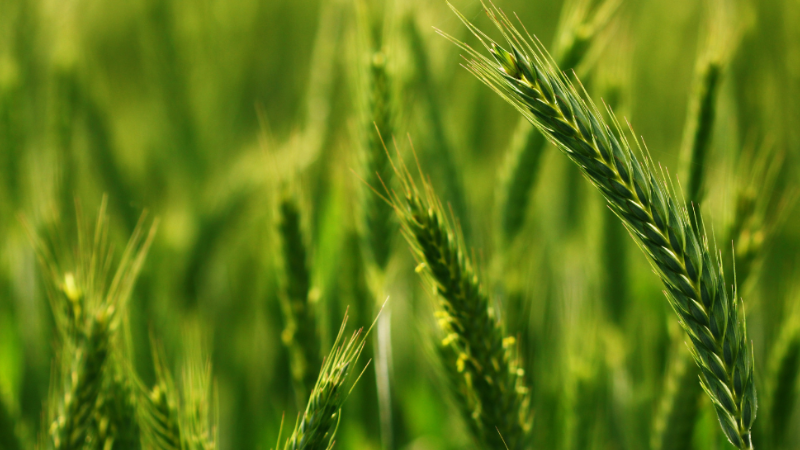 $25 Million available for On Farm Conservation Innovation Grants