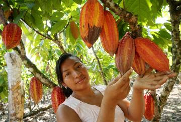 El chocolate puede salvar la Amazonía peruana de la deforestación