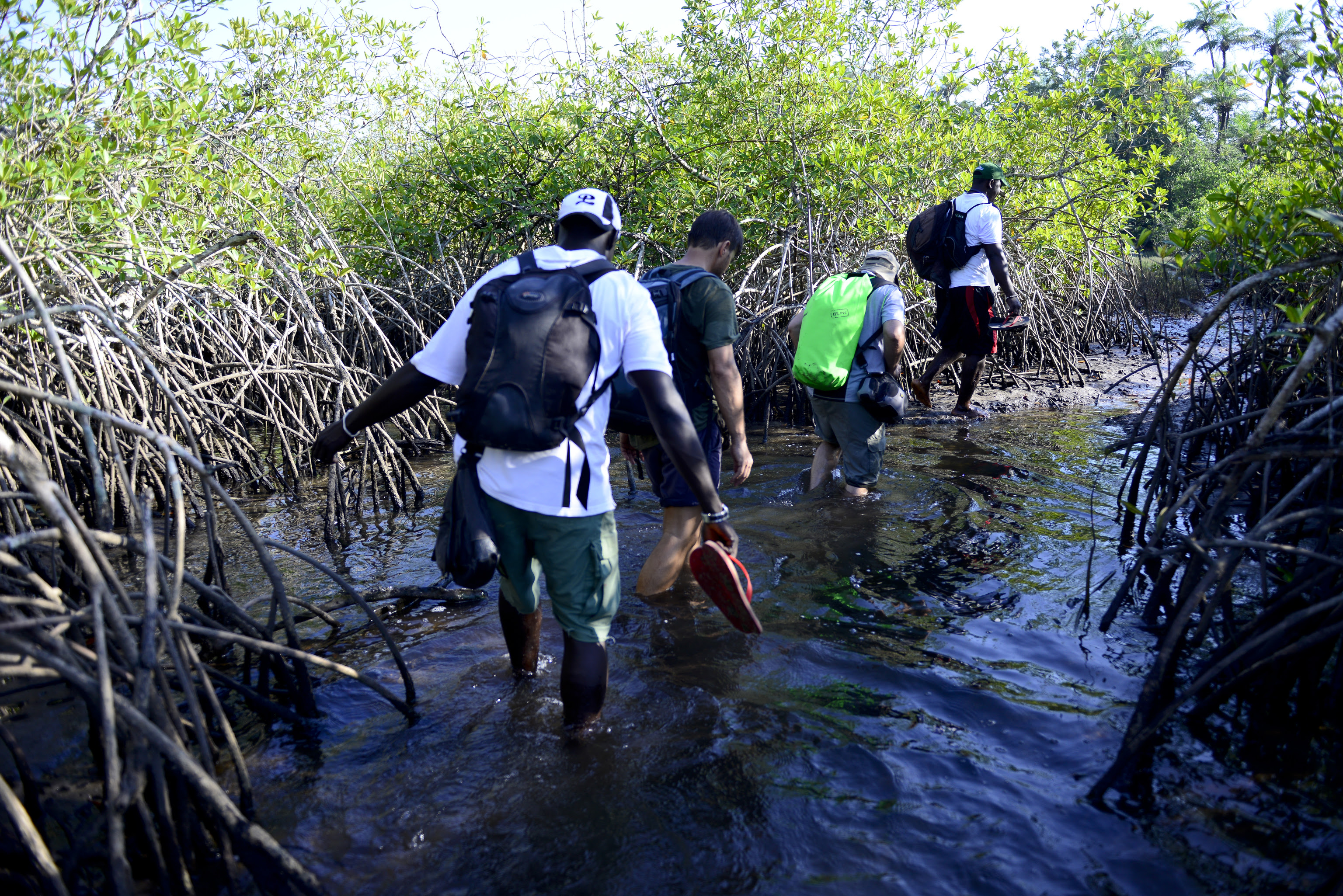 Caminata entre manglares por las Bijagós.